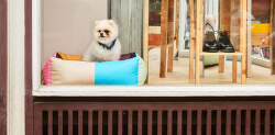 Design accessories for dogs? Discover HAY Dogs