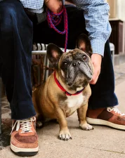 Dogs Collar Flat M/L, red/blue