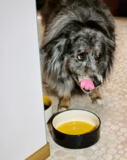 Dogs Bowl L, yellow/blue