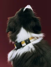 Dogs Collar Flat M/L, off-white/ochre