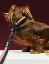 Dogs Collar Flat M/L, pink/black