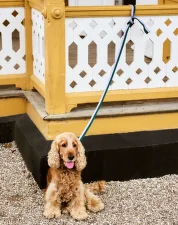 Dogs Leash Flat M/L, lavender/green