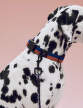 Dogs Leash Braided Adjustable, lavender/green