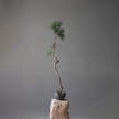 Curve Bowl Mini, dark grey