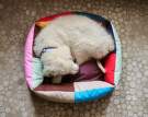 HAY Dogs Bed S, multi