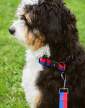 HAY Dogs Leash Flat M/L, red/blue