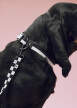 Dogs Collar Flat, black/white