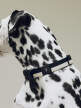 Dogs Collar Flat, black/white