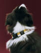 Dogs Collar Flat, off-white/ochre