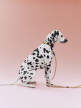 Dogs Leash Braided Adjustable, off-white/ochre