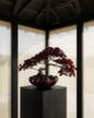 Bloom Tray Big, maroon