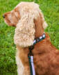 HAY Dogs Collar Flat S/M, lavender/green