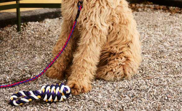 HAY-dogs